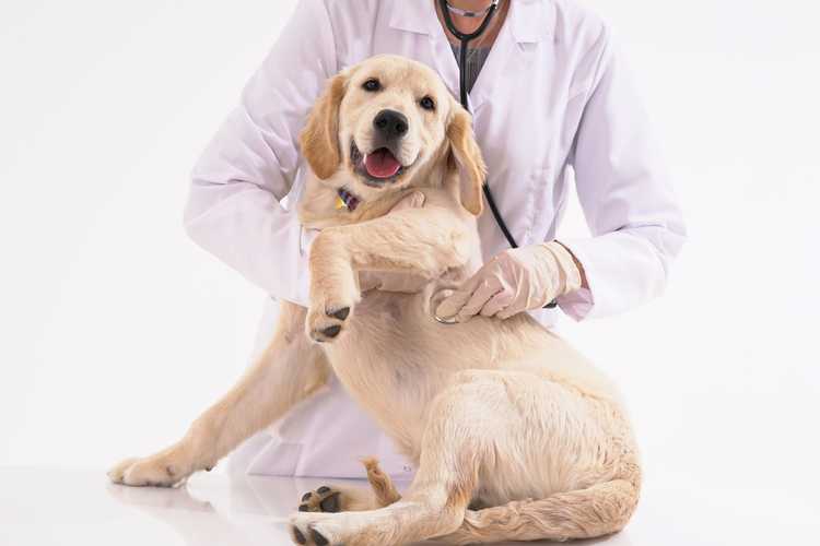 pet insurance