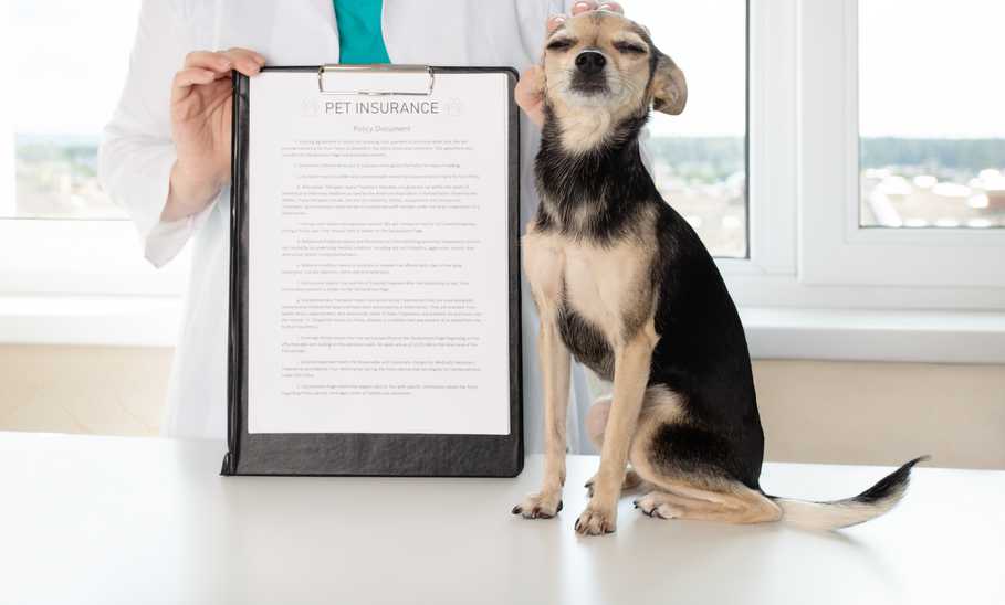 Pet Sitting Insurance Guide