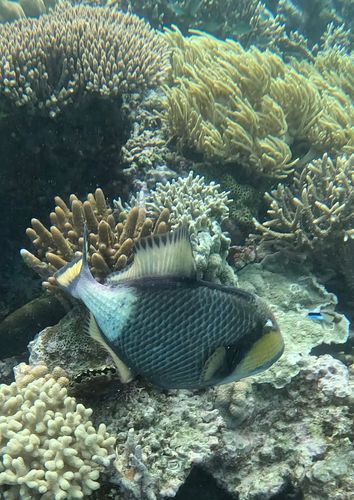 underwater image in Australia 