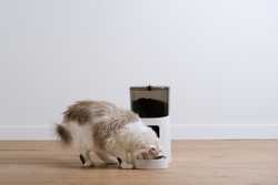 Best Automatic Cat Feeders