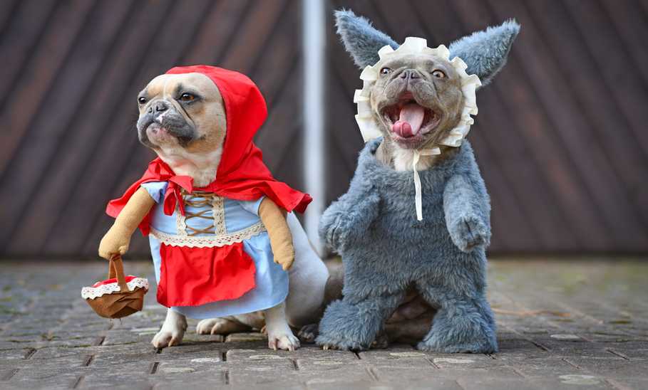 Best Halloween Dog Costumes