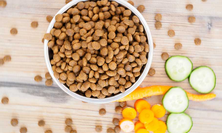 Best Dog Food for Allergies