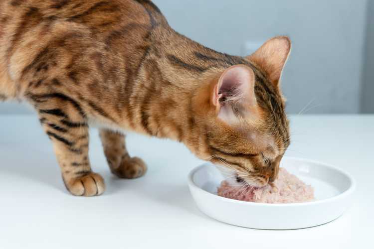 Best Wet Cat Foods