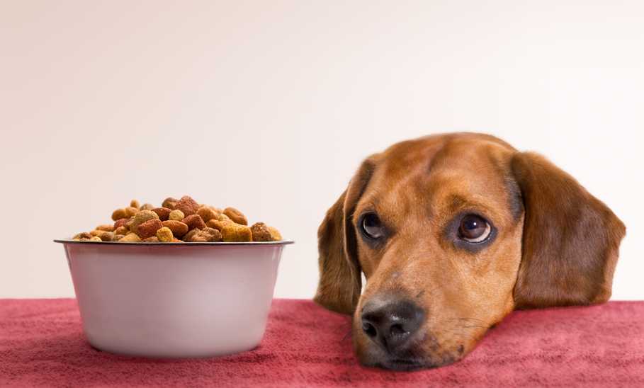 Best Dog Food for Sensitive Stomachs